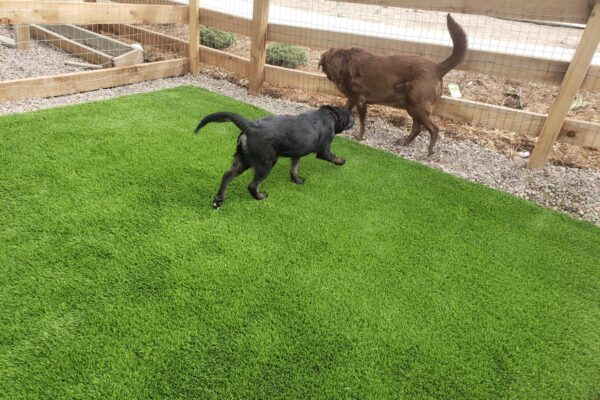 How Artificial Pet Turf in South Florida Is Transforming Yards for Pet Owners